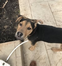 Eddie aka Jack - Photo 4