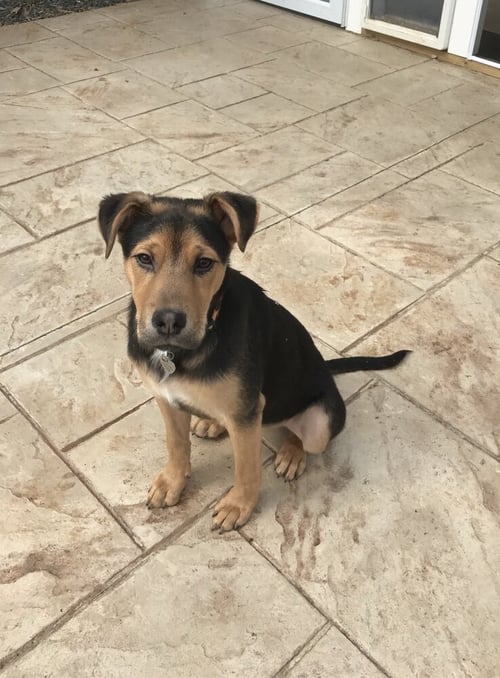 EDDIE AKA JACK - Shepherd available for adoption