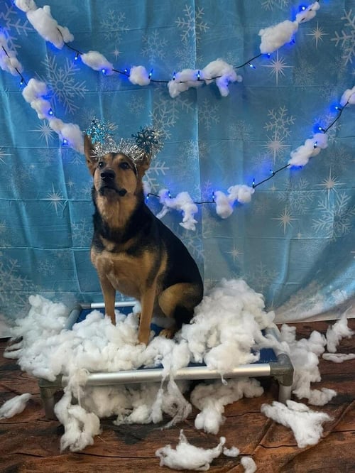 CHESTNUT (TX) - Shepherd available for adoption
