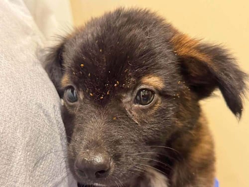 KYLI (GA) - Shepherd available for adoption