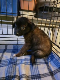 Kyli (GA) - Photo 4