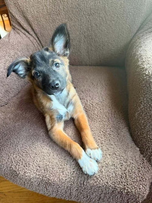 KYLI (GA) - Shepherd available for adoption