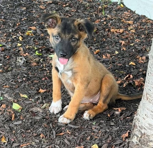 KYLI (GA) - Shepherd available for adoption