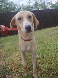 Lucy (TX) - Photo 3