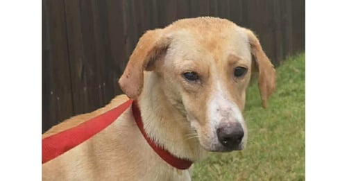 LUCY (TX) - Labrador Retriever available for adoption