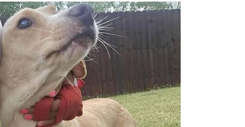 LUCY (TX) - Labrador Retriever available for adoption