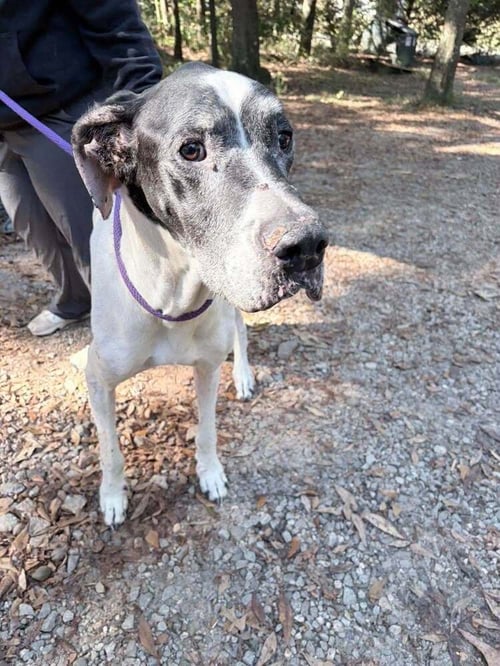REMI (GA) - Great Dane available for adoption