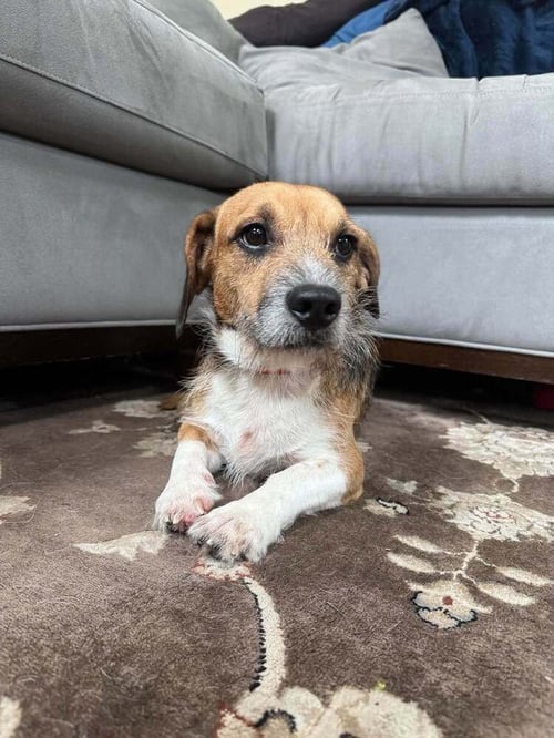 STITCH (AL) - Beagle / Terrier available for adoption