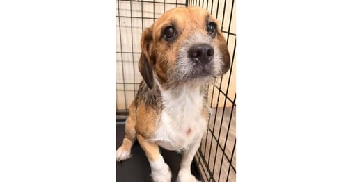 STITCH (AL) - Beagle / Terrier available for adoption
