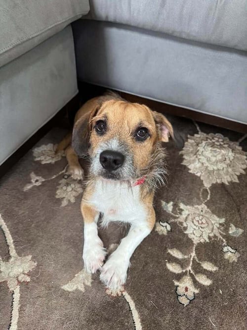 STITCH (AL) - Beagle / Terrier available for adoption