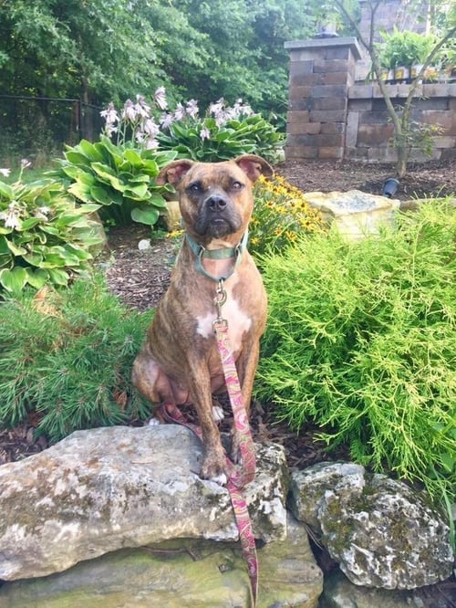 NALA - Boxer / Pit Bull Terrier available for adoption