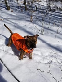 Nala - Photo 3