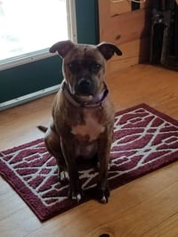 Nala - Photo 4