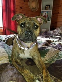 Nala - Photo 2