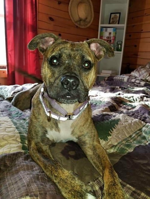 NALA - Boxer / Pit Bull Terrier available for adoption