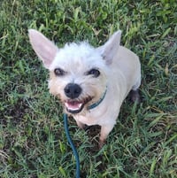 Molly (TX) - Photo 3