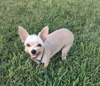 Molly (TX) - Photo 4