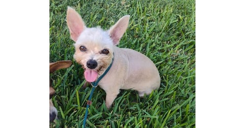MOLLY (TX) - Terrier available for adoption