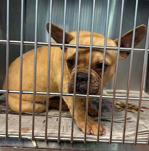 OLIVER (GA) - French Bulldog available for adoption