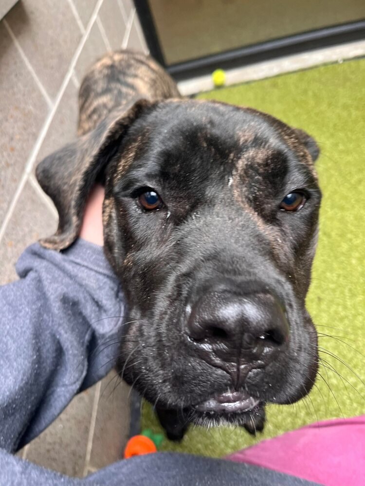 DARLA (GA) A/K/A DARA - Cane Corso Mastiff available for adoption