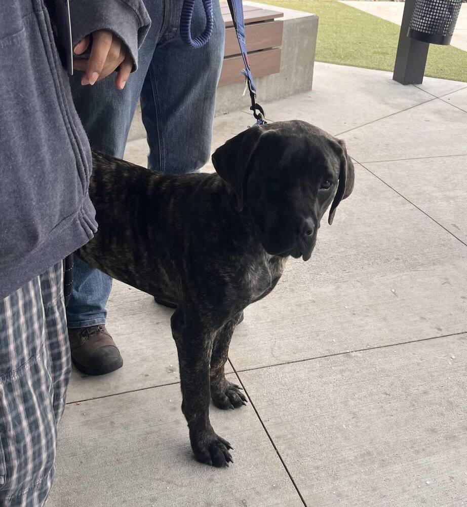 DARLA (GA) A/K/A DARA - Cane Corso Mastiff available for adoption