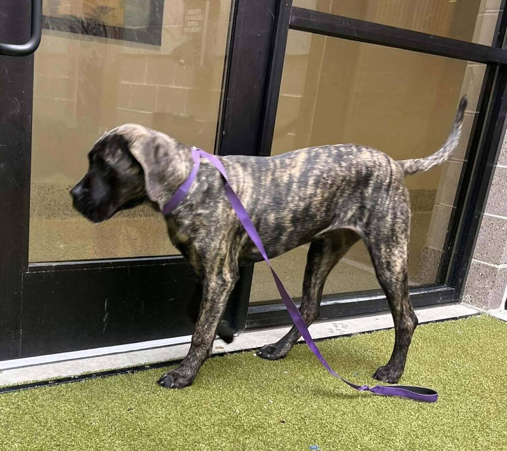 Darla (GA) a/k/a Dara - Photo 3