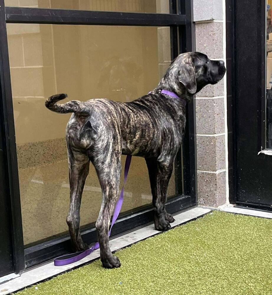 Darla (GA) a/k/a Dara - Photo 4