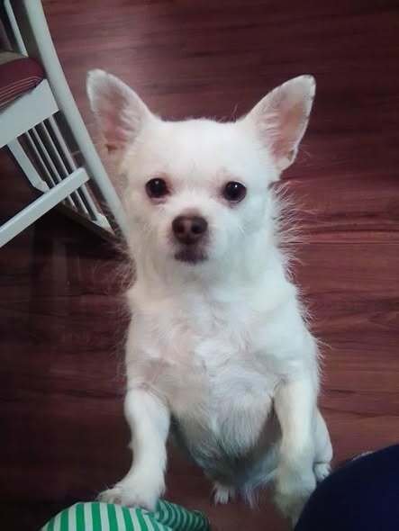 CHLOE (GA) - Wirehaired Fox Terrier / Chihuahua available for adoption