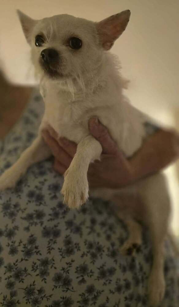 CHLOE (GA) - Wirehaired Fox Terrier / Chihuahua available for adoption