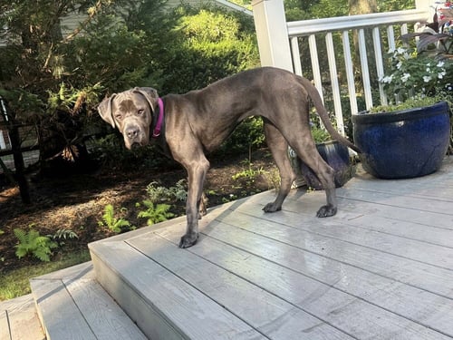 NEVE (GA) - Cane Corso Mastiff / Mastiff available for adoption