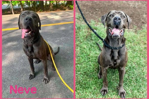 NEVE (GA) - Cane Corso Mastiff / Mastiff available for adoption