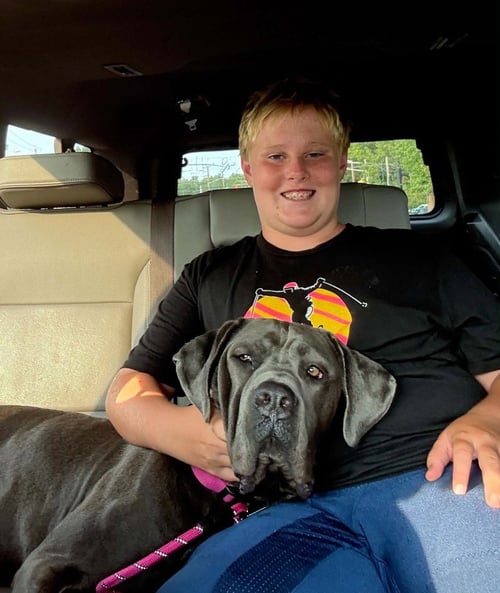 NEVE (GA) - Cane Corso Mastiff / Mastiff available for adoption