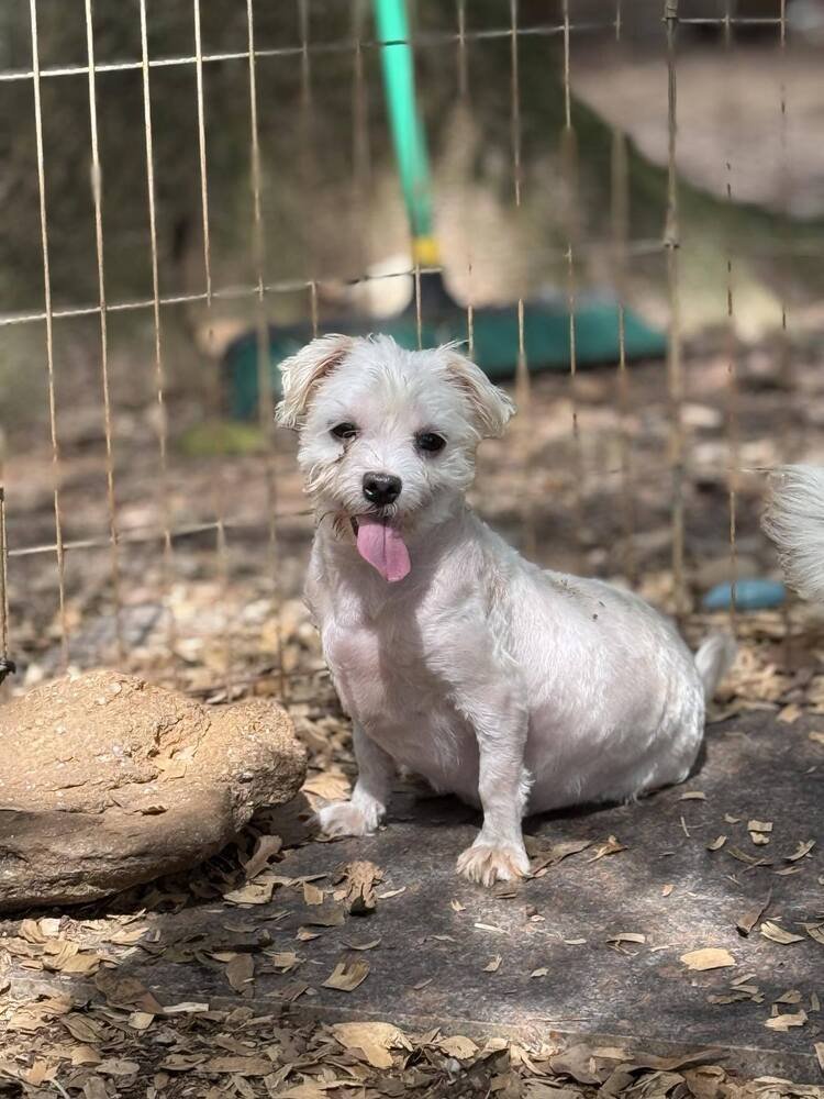ANDY (AL) - Maltese available for adoption