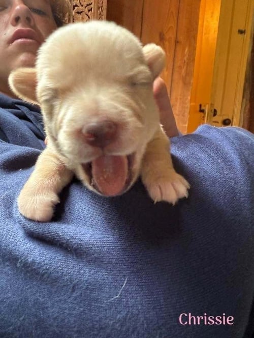 CHRISSIE (AL) - Chihuahua available for adoption