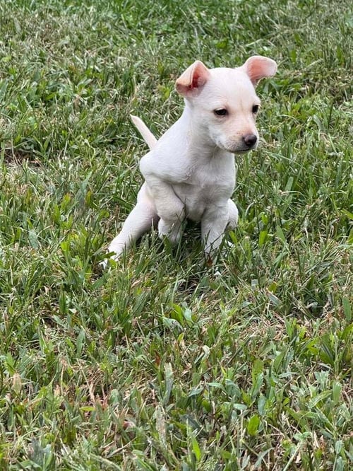 CHRISSIE (AL) - Chihuahua available for adoption