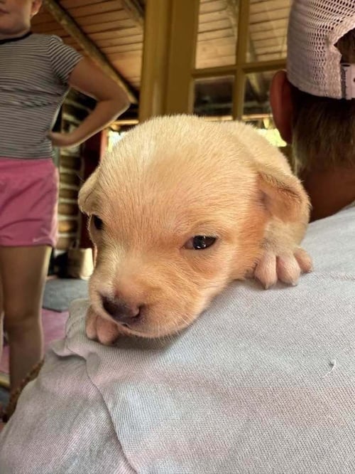 CHRISSIE (AL) - Chihuahua available for adoption