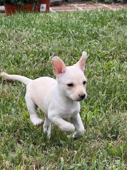 CHRISSIE (AL) - Chihuahua available for adoption