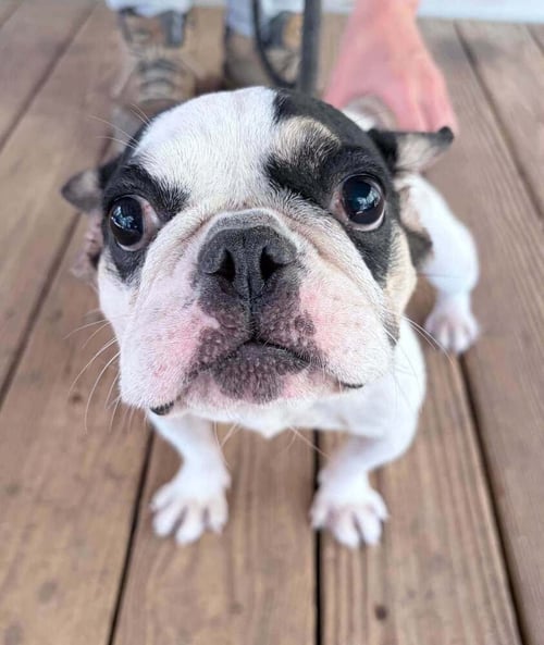 ELLE (GA) - Boston Terrier available for adoption
