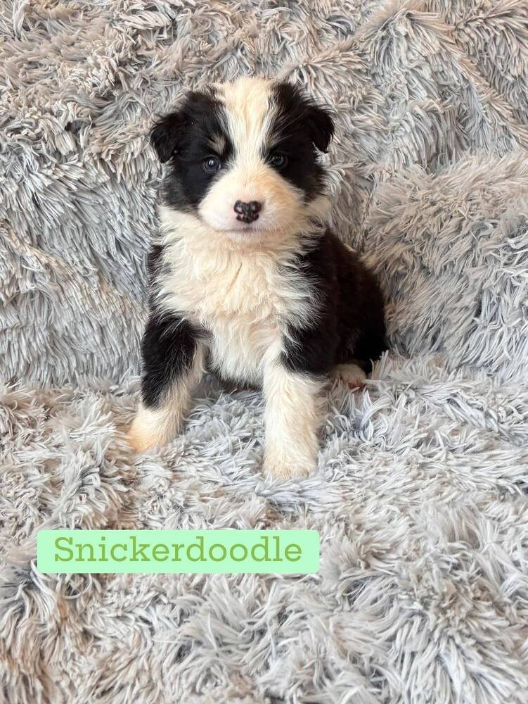 SNICKERDOODLE (AL) - Border Collie for adoption in New York