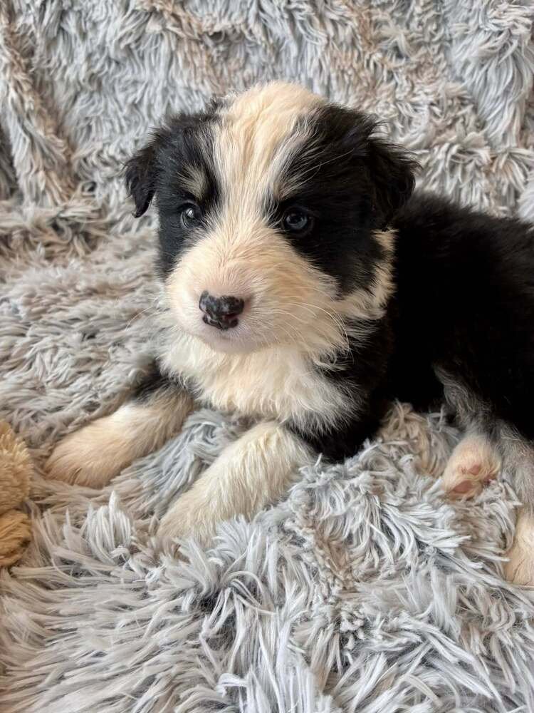 Snickerdoodle (AL) - Photo 2