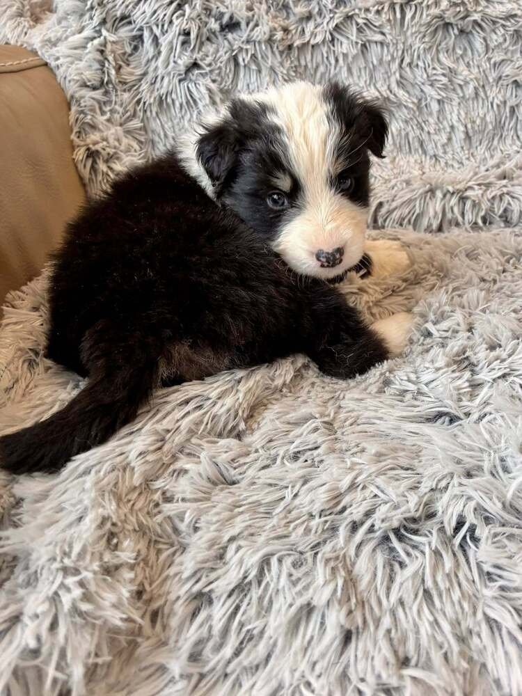 Snickerdoodle (AL) - Photo 3