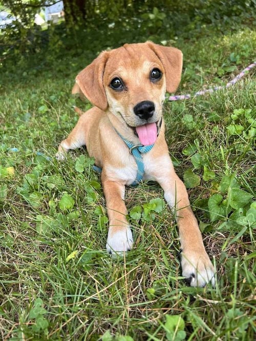 BELLA (AL) - Beagle available for adoption