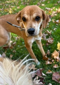 Bella (AL) - Photo 3