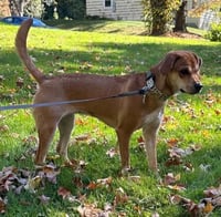 Bella (AL) - Photo 4