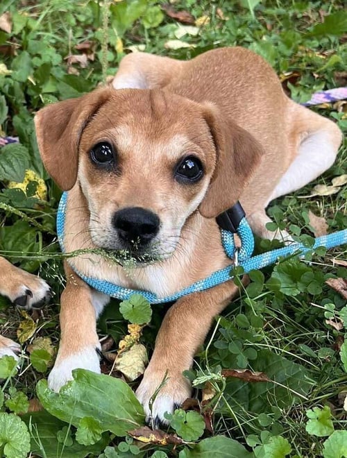 BELLA (AL) - Beagle available for adoption