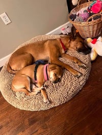 Bella (AL) - Photo 3