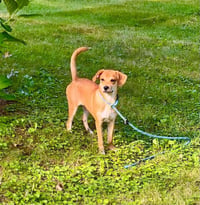 Bella (AL) - Photo 4