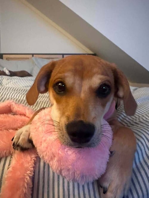 BELLA (AL) - Beagle available for adoption