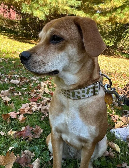 BELLA (AL) - Beagle available for adoption