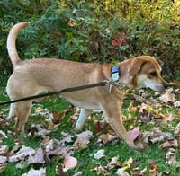 Bella (AL) - Photo 2